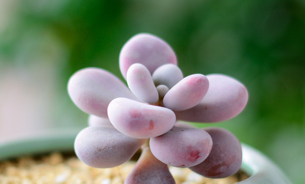 植物的韧皮部由什么组成